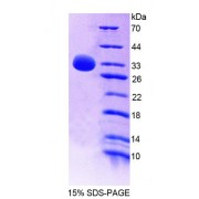 SDS-PAGE analysis of Human PTPN7 Protein.