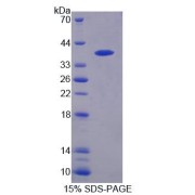 SDS-PAGE analysis of Human PTPN9 Protein.