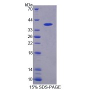 SDS-PAGE analysis of Human PTPN9 Protein.