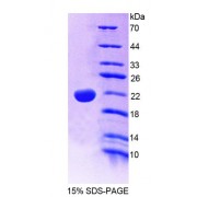 SDS-PAGE analysis of Human PTPN13 Protein.