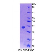 SDS-PAGE analysis of Mouse PTPN13 Protein.
