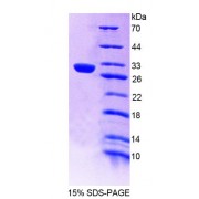 SDS-PAGE analysis of Rat PTPN14 Protein.