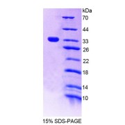 SDS-PAGE analysis of Rat PTPN22 Protein.