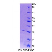 SDS-PAGE analysis of Mouse PTPRZ Protein.