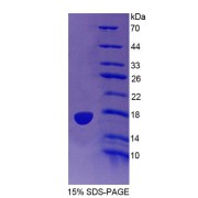 SDS-PAGE analysis of Human PTPMT1 Protein.