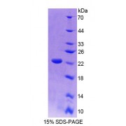 SDS-PAGE analysis of Human PTP4A2 Protein.