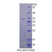 abx650390