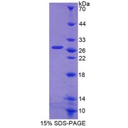 abx650395