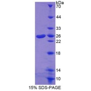 abx650396
