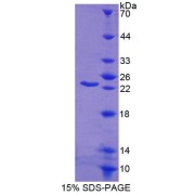 abx650400