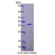 abx650401