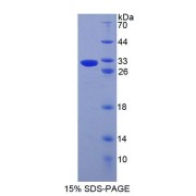 abx650404