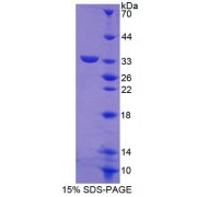 SDS-PAGE analysis of Mouse ABCG8 Protein.
