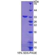 abx650407