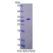SDS-PAGE analysis of Mouse ACAA1 Protein.