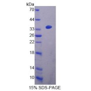 SDS-PAGE analysis of Mouse ACAA2 Protein.