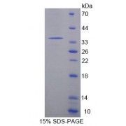 SDS-PAGE analysis of Mouse ACADM Protein.