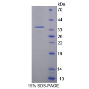 abx650416