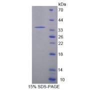 SDS-PAGE analysis of Mouse ACADM Protein.