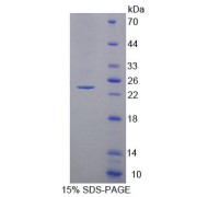 abx650417