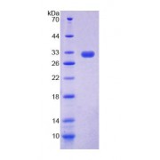 SDS-PAGE analysis of Mouse ACOX2 Protein.