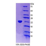 SDS-PAGE analysis of Mouse ACOX3 Protein.