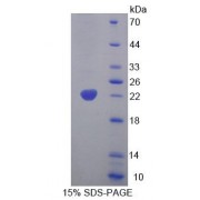 SDS-PAGE analysis of Mouse GCDH Protein.
