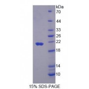 SDS-PAGE analysis of Mouse PECI Protein.