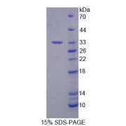 SDS-PAGE analysis of Mouse RGS3 Protein.