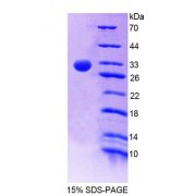 SDS-PAGE analysis of recombinant Human RUNX1 Protein.
