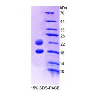 SDS-PAGE analysis of Human AVPI1 Protein.