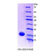 SDS-PAGE analysis of Mouse OT Protein.
