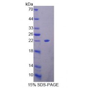 SDS-PAGE analysis of Human HMGB4 Protein.