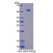 SDS-PAGE analysis of Human PDIA6 Protein.