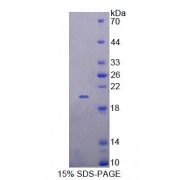 SDS-PAGE analysis of Human GALR4 Protein.