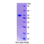 SDS-PAGE analysis of Mouse PLCd4 Protein.