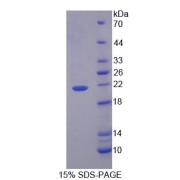 SDS-PAGE analysis of Mouse PLSCR3 Protein.