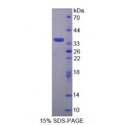 SDS-PAGE analysis of Mouse AGXT2 Protein.