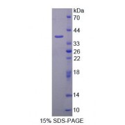SDS-PAGE analysis of Mouse AADAT Protein.