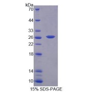 SDS-PAGE analysis of Mouse BCAT1 Protein.