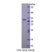 SDS-PAGE analysis of Rat BCAT1 Protein.