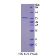 SDS-PAGE analysis of Mouse TAT Protein.