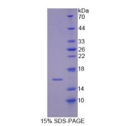 SDS-PAGE analysis of Mouse IRS4 Protein.