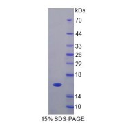 SDS-PAGE analysis of Human GTF2A2 Protein.