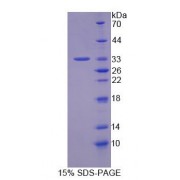 SDS-PAGE analysis of Mouse DPP3 Protein.