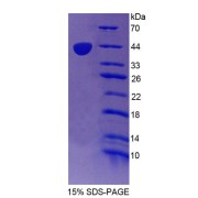 SDS-PAGE analysis of Human TR2 Protein.