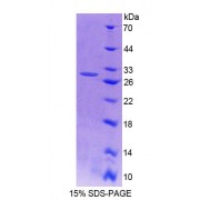 SDS-PAGE analysis of Human TR4 Protein.
