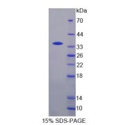 SDS-PAGE analysis of Human TCEA3 Protein.