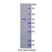 SDS-PAGE analysis of Human TCEA1 Protein.