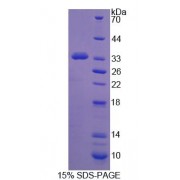 SDS-PAGE analysis of Mouse PCDH15 Protein.